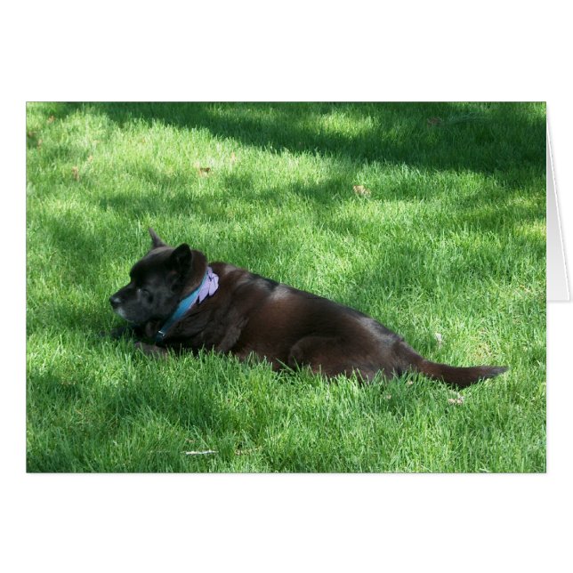 deekie (Devant Horizontal)