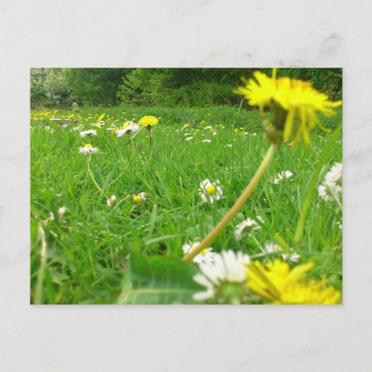 Deens veld briefkaart (Voorkant)