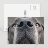 Deense dog briefkaart (Voorkant / Achterkant)