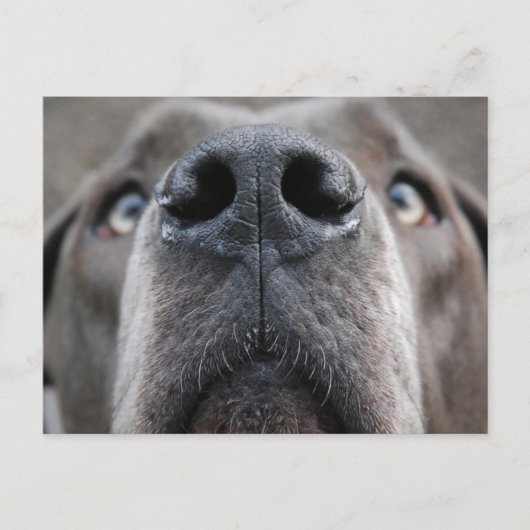 Deense dog briefkaart (Voorkant)