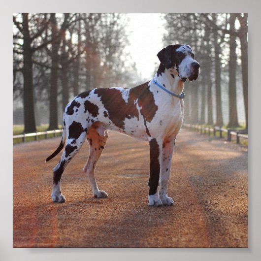 Deense dog poster (Voorkant)