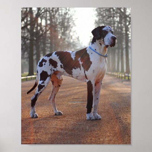 Deense dog poster (Voorkant)