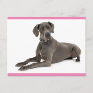 Deense reuzenpuppy hond lege ansichtkaart briefkaart