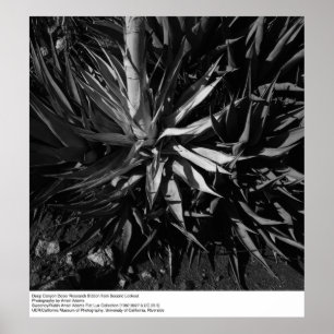 Deep Canyon Desert Research Station van Ansel Adam Poster