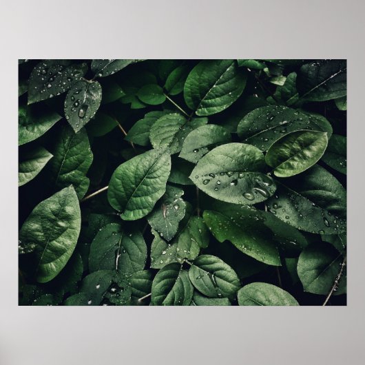 Deep Green Oerwoud Leaf Foliage Poster (Voorkant)