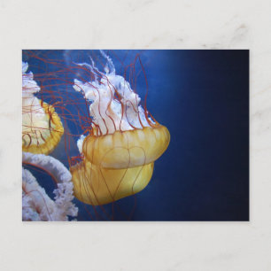 Deep Ocean Jelly Fish Briefkaart