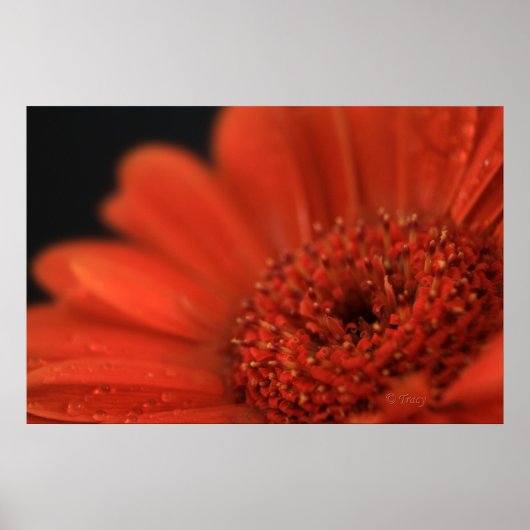 Deep Oranje Gerbera Poster (Voorkant)