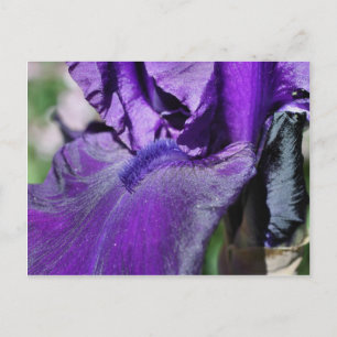Deep Paars Bearded Iris Flower Petal Briefkaart