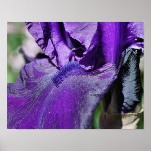 Deep Paars Bearded Iris Flower Petal Poster