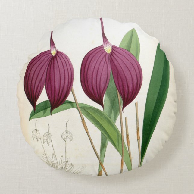 Deep Paars Orchid  Masdevallia Harryana Rond Kussen (Voorkant)