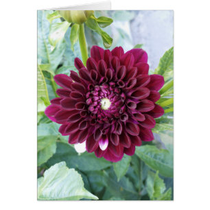 Deep Paarse Dahlia Bloem Blank Kaart