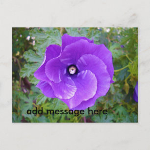 Deep Paarse Hibiscus Flower, Briefkaart