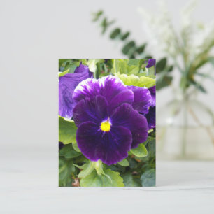 Deep Paarse Pansy, Briefkaart