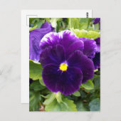 Deep Paarse Pansy, Briefkaart (Voorkant / Achterkant)