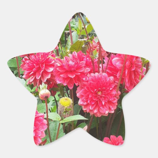 Deep Pink Dahlias Sticker (Voorkant)