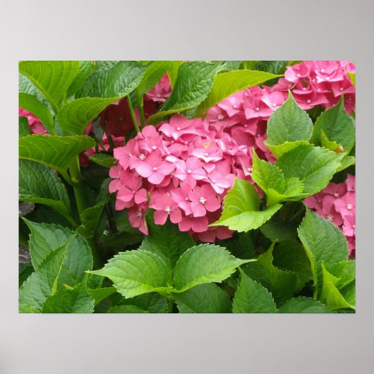 Deep Pink Hydrangea Blooms Poster (Voorkant)