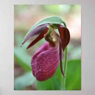 Deep Pink Lady Slipper Orchid Flower Poster