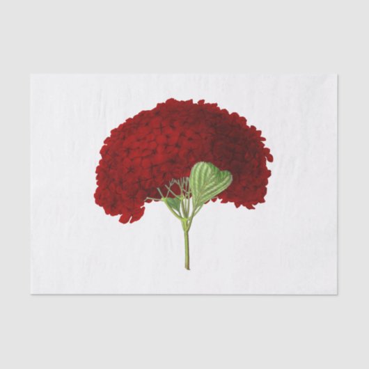  Deep Red Hydrangea Flower Floral Tissuepapier (Voorkant)