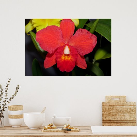 Deep Red Orchid Poster (Keuken)