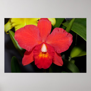 Deep Red Orchid Poster