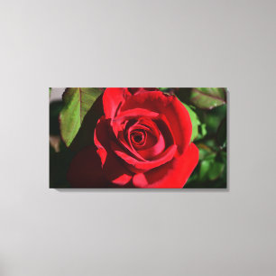 Deep Red Rose Canvas Afdruk