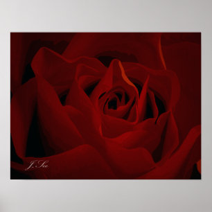 Deep Red Rose Poster