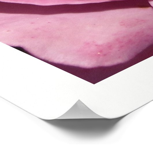 Deep roze rozen poster (Hoek)