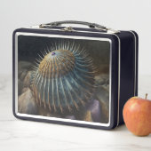 Deep Sea Urchin (In situ)