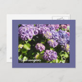 Deep Violet Hydrangeas Briefkaart (Voorkant / Achterkant)