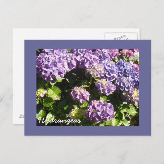 Deep Violet Hydrangeas Briefkaart (Voorkant / Achterkant)