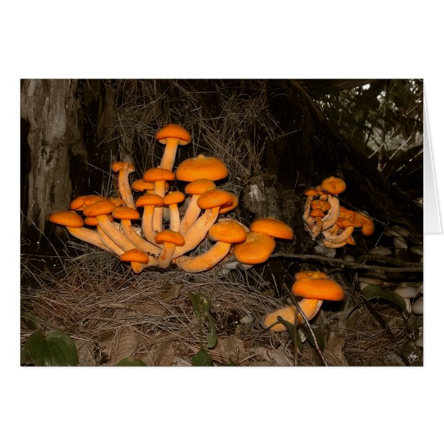 Deep Woods Trove (Devant horizontal)