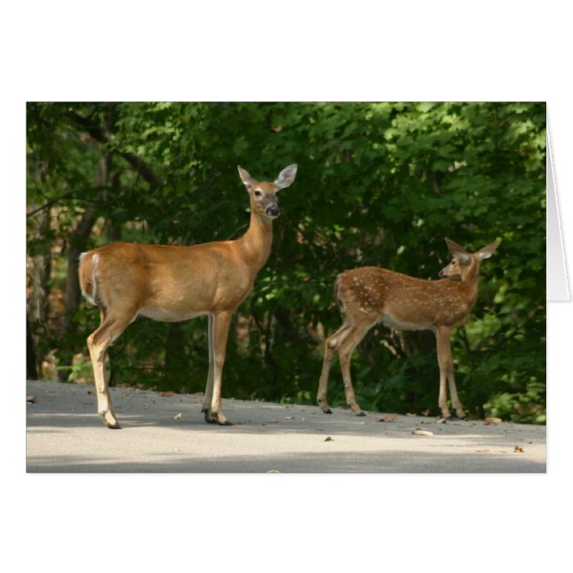 Deer (Voorkant Horizontaal)