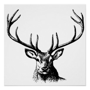 Deer Animal Antlers Natuur Wildlife Horns Head Pos Perfect Poster