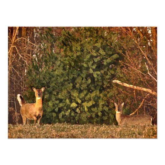 Deer bij Sunrise Foto Afdruk (Voorkant)