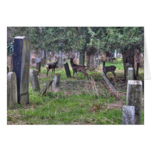Deer bij Zentralfriedhof
