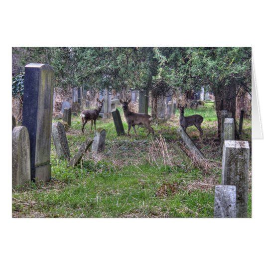 Deer bij Zentralfriedhof (Voorkant Horizontaal)