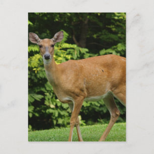 Deer Briefkaart