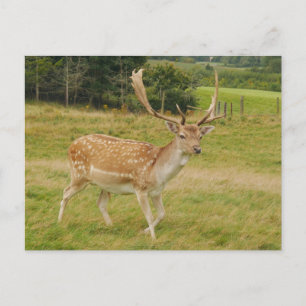Deer Briefkaart