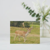 Deer Briefkaart (Staand voorkant)