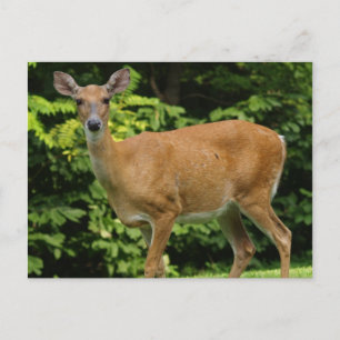 Deer Briefkaart