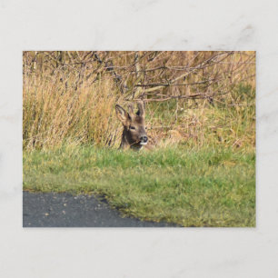 Deer Briefkaart
