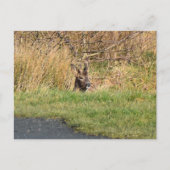 Deer Briefkaart (Voorkant)