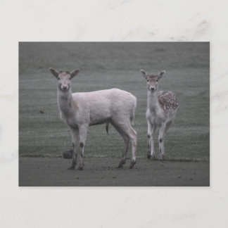 Deer Briefkaart