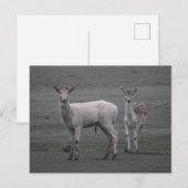 Deer Briefkaart (Voorkant / Achterkant)