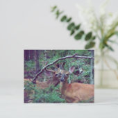 Deer Briefkaart (Staand voorkant)
