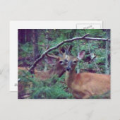 Deer Briefkaart (Voorkant / Achterkant)