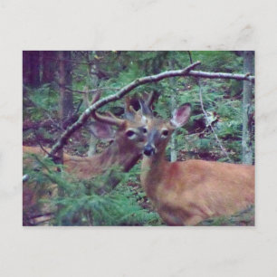 Deer Briefkaart