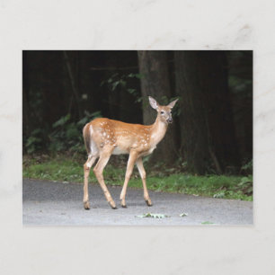 Deer Briefkaart