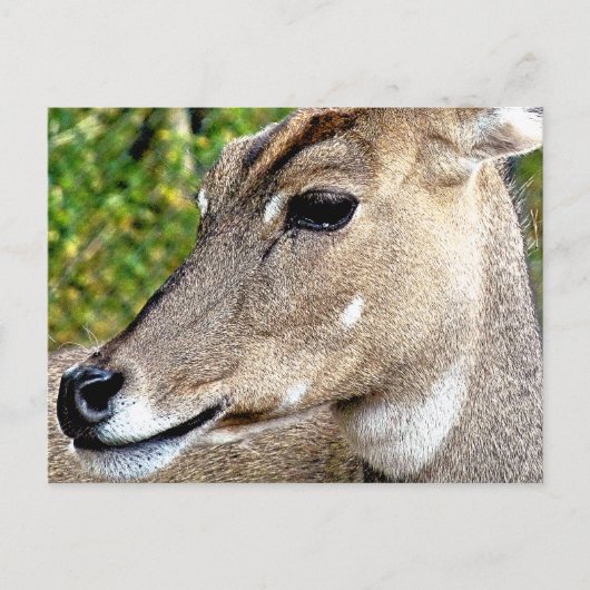 DEER BRIEFKAART (Voorkant)