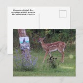 Deer Briefkaart (Voorkant / Achterkant)
